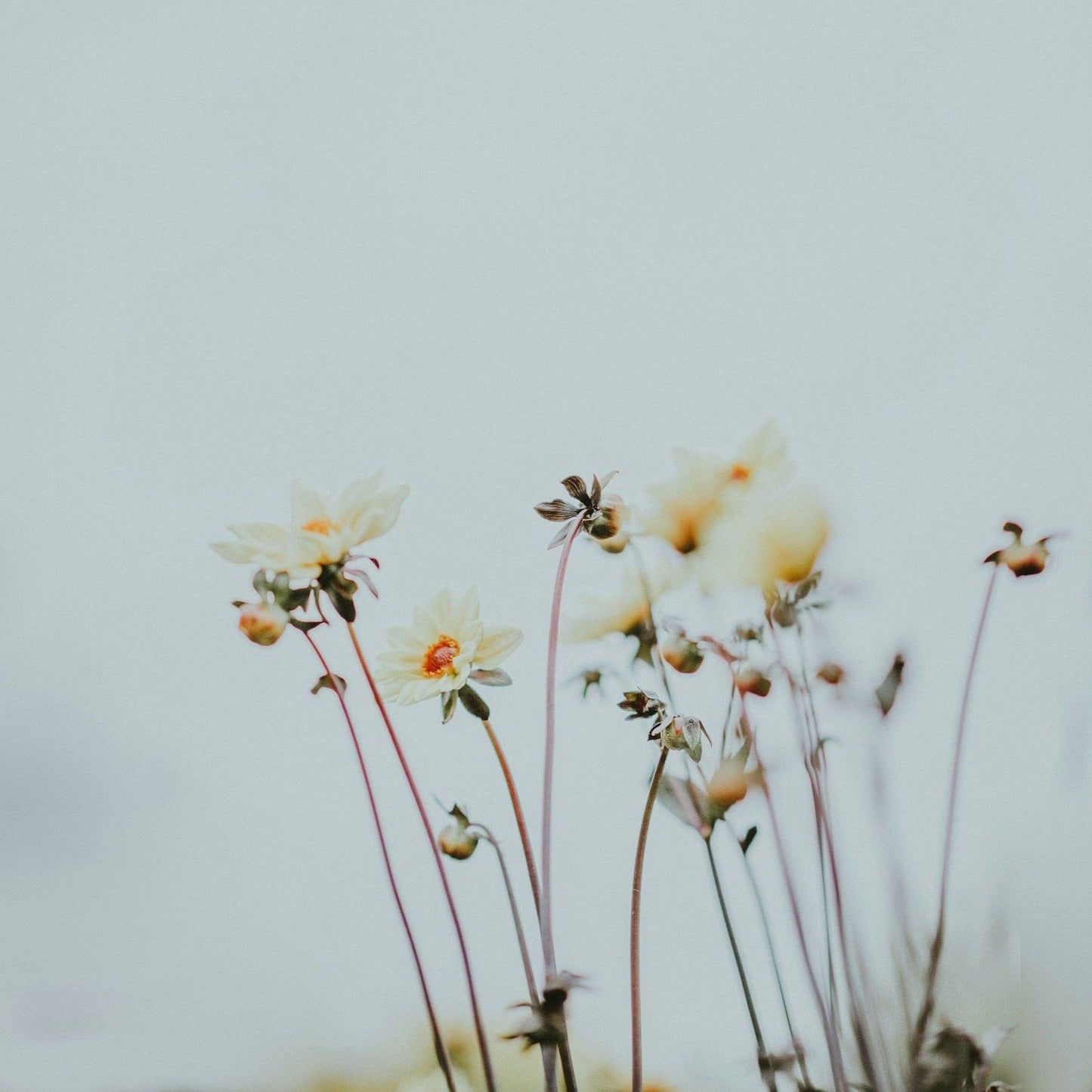 Three more days - Aura Chakra Incense - Jasmine, Amber, Geranium