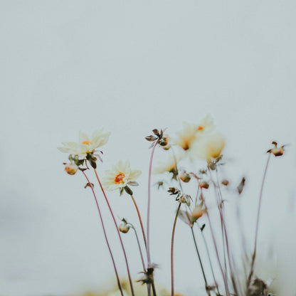 Three more days - Aura Chakra Incense - Jasmine, Amber, Geranium